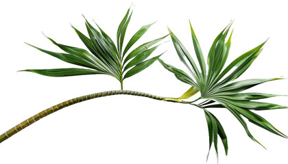 Fototapeta premium Cut Out Palm Tree Branch with Vibrant Green Leaves Isolated on White Background