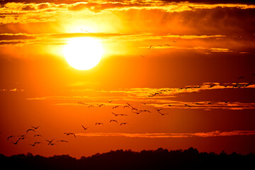 Ziehende Kraniche (Grus grus) bei Sonnenuntergang, Diepholzer Moorniederung, Deutschland © bennytrapp