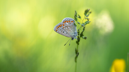 Common blue butterfly - Polyommatus icarus