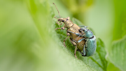 Nettle weevils - Phyllobius argentatus