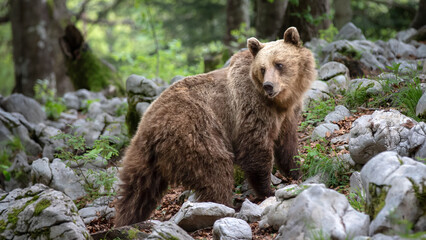 Fototapeta premium Brown bear in forest