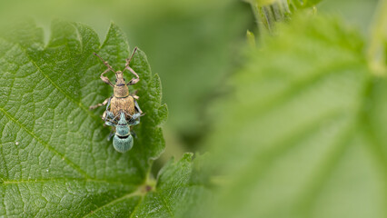 Nettle weevils - minimalist photography