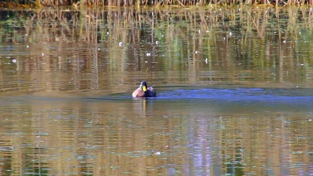 Wild ducks swimming in a small lake in Fornebu, a region near Oslo, the capital of Norway.