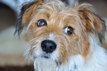 a young dog of the Kromfohrlander breed