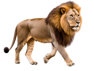 a lion walking with a mane