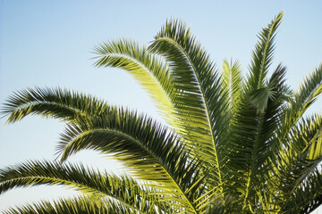 Close-up view of green palm tree fronds against a clear blue sky in Batumi, Georgia