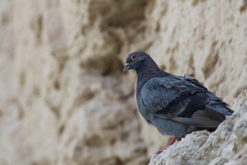 Pidgeon sitting on a rock