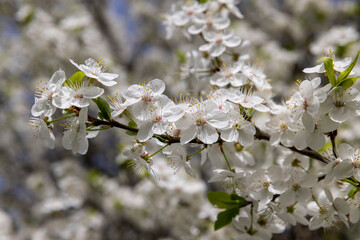 cherry blossoming with white flowers