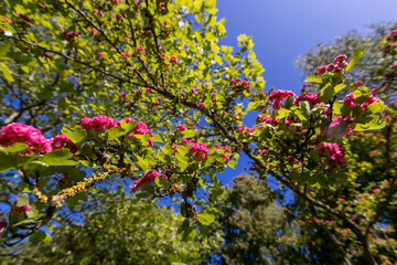 spring trees during flowering close-up