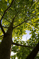 the green foliage of a tulip tree in sunny weather