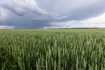 a field with unripe wheat before a thunderstorm