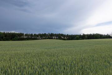 Fototapeta premium cloudy weather in a field with green unripe wheat