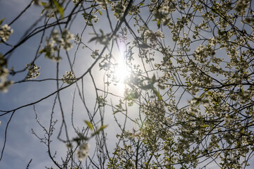 sunny weather in an orchard with cherries