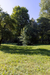 Fototapeta premium Mixed deciduous forest with green foliage in summer