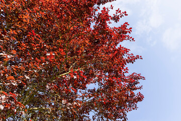 unusual tree with red foliage against a blue sky background