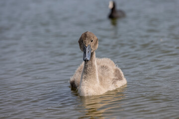 young white swans before plumage in spring