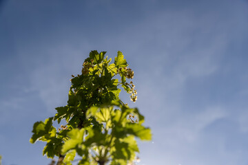 growing edible gooseberry berries in rural areas
