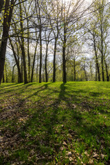 Fototapeta premium deciduous trees in the park in spring in sunny weather