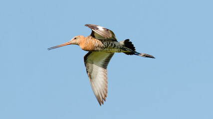 Obraz premium blue heron flying