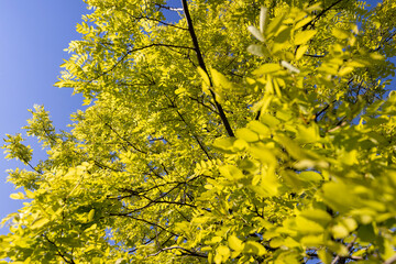 green acacia leaves in spring with blue sky