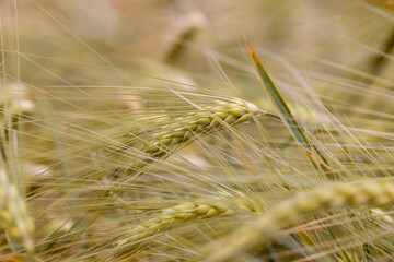 cloudy weather in a field with ripe wheat