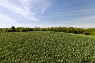 a large amount of green wheat that grows actively in spring