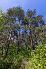 a green forest during warming