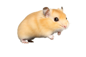 Cute, fluffy hamster on white isolate background transparent background