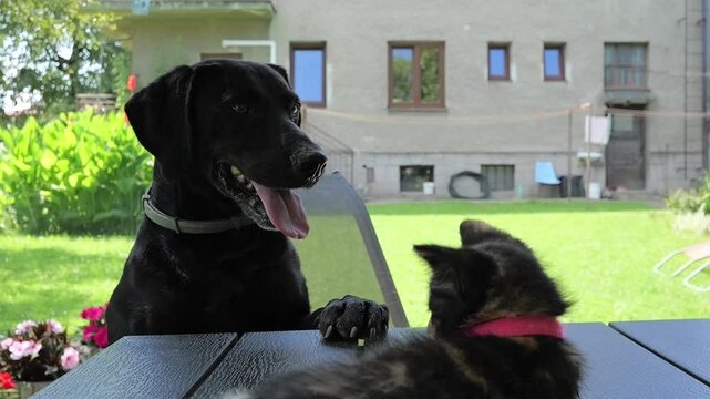Black dog observing snall kitten on table in slow-motion