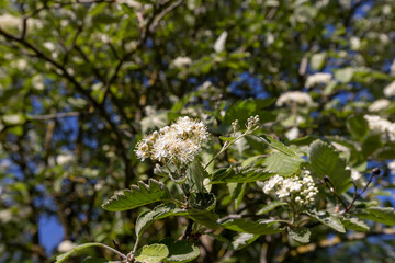 green foliage and white rowan flowers on a sunny day
