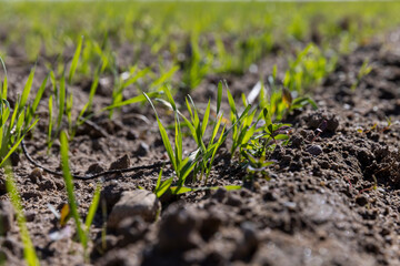 a large harvest of green wheat sprouts