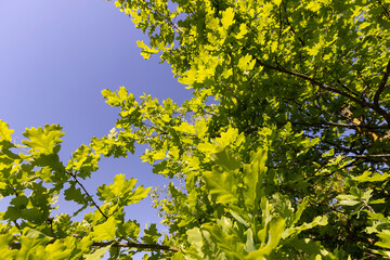 oak leaves in spring with blue sky