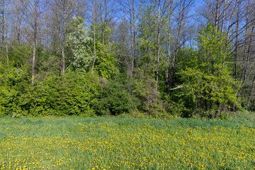 dandelions blooming in the green grass in spring