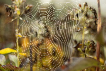 Spider webs with dewdrops of rain on an overcast autumn morning
