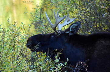 bull moose grazing in the willows at dusk in fall along the million dollar highway in the san juan...