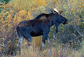 bull moose grazing in the willows at dusk in fall along the million dollar highway in the san juan mountains between ouray and silverton, colorado