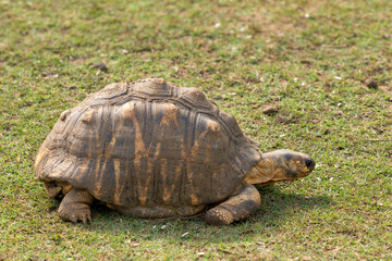 Obraz premium Radiated Tortoise - Astrochelys radiata, beautiful large long living tortoise from Indian ocean islands, Mauritius.
