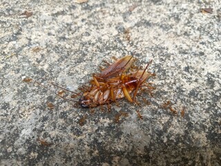 A dead cockroach surrounded by a swarm of red ants