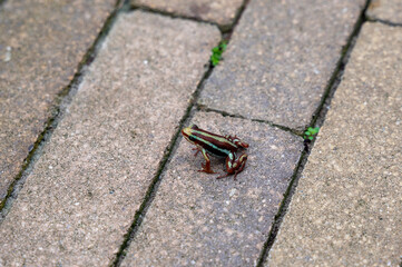 Frog on a sidewalk