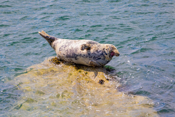 Naklejka premium Grey seal 