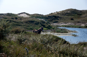 Wild horse at a small lake in a dune landscape