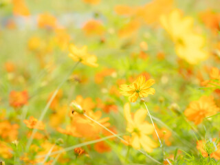 秋の公園や花壇を彩るコスモス（キバナコスモス）のある風景。背景。自然風景素材。