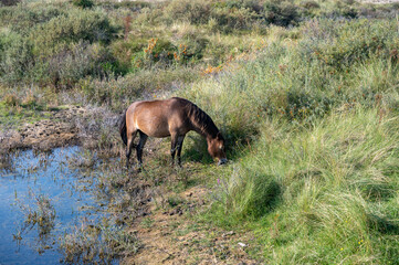 Wild horse at a small lake in a dune landscape