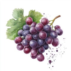 Fototapeta premium Watercolor splash of grapes, isolated on a white background.