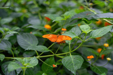 Orange Long Wing butterfly on a leaf