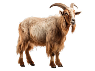 Fototapeta premium a goat with long horns standing isolated on transparent background