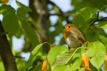 European robin is perching on a tree branch close-up