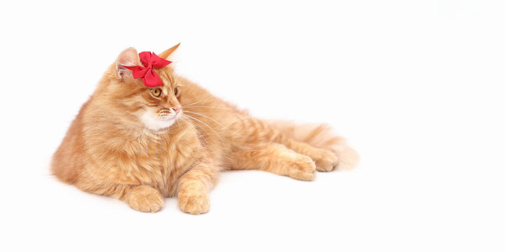 Ginger cat with a red bow tie on its head lying down on a white background looks away. Valentine’s Day, love, cats, and affection. Happy birthday. Love concept. Festive Greeting card. Calendar - Powered by Adobe