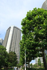 Obraz premium 横浜みなとみらいにある高いビジネスビルや施設のある都市風景