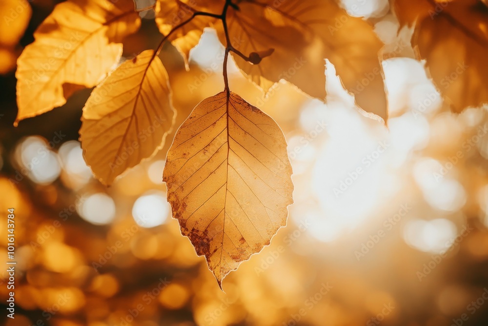 Poster a single autumn leaf gracefully hangs as sunlight pierces through its edges, highlighting its intric